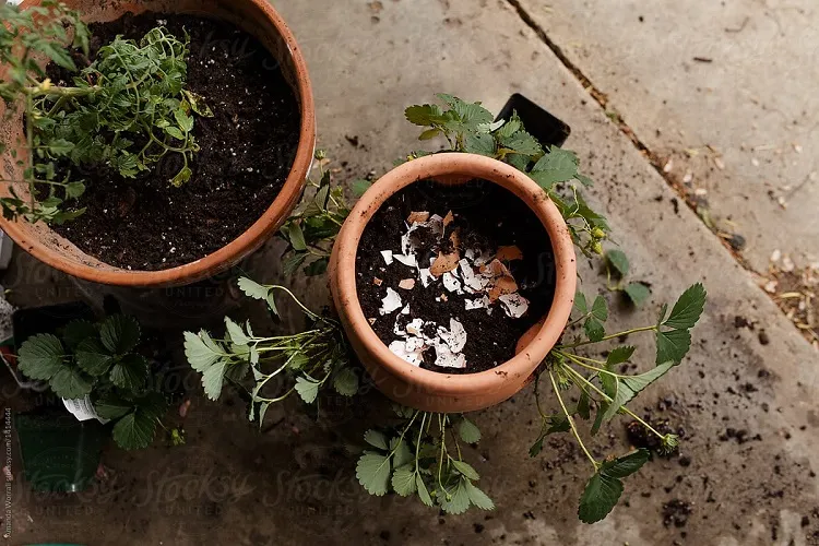 pourquoi et comment mettre des coquilles d'œufs plantes vertes pot