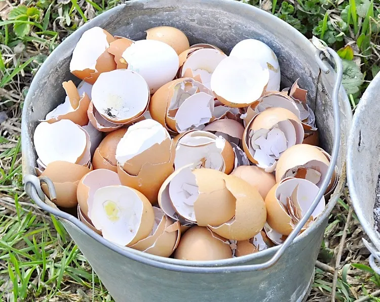pourquoi mettre des coquilles d'œufs plantes vertes pot itntérieur jardin potager