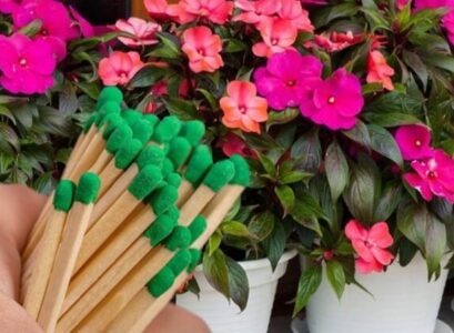 pourquoi planter des allumettes dans les pots de fleurs quels bienfaits