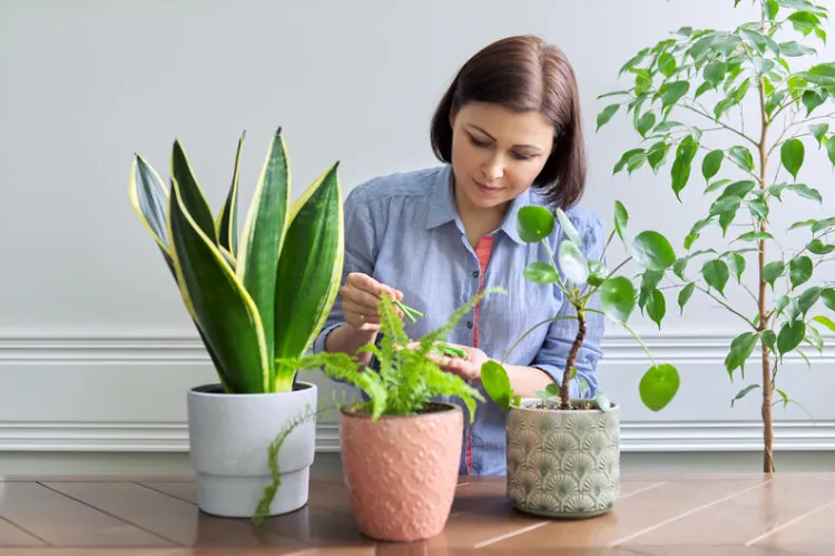 prendre soin des plantes pour éviter les moucherons 2022