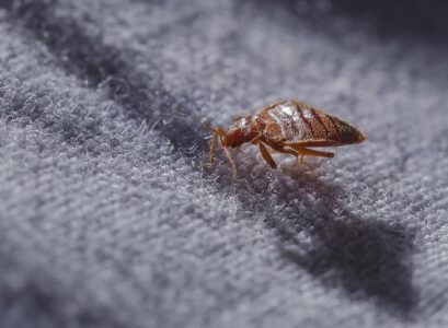 punaises de lit que faire