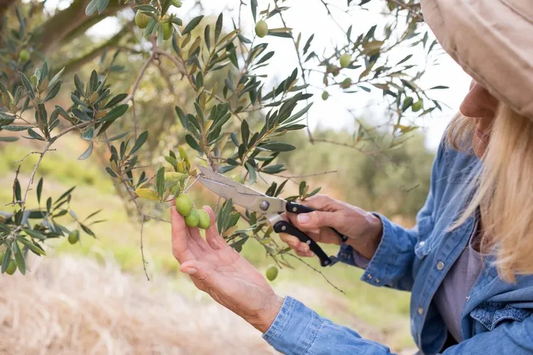 quand et comment tailler un olivier une étape importante de l'entretien de l'arbre