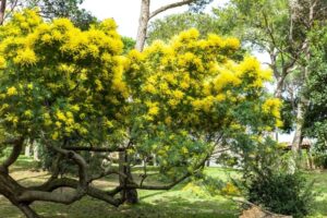 quand tailler le mimosa nature rustique taille excessive tolérer sol large gamme