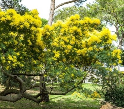 quand tailler le mimosa nature rustique taille excessive tolérer sol large gamme