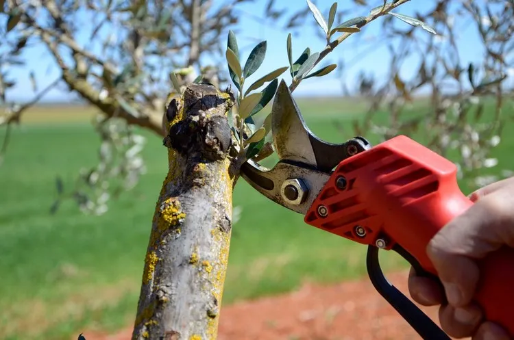quand tailler un olivier comment procéder pour booster la fructification de l'arbre