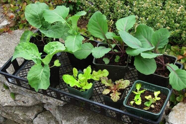 que planter, semer ou récolter en mars fleurs légumes fruits récolte dépend zone climatique