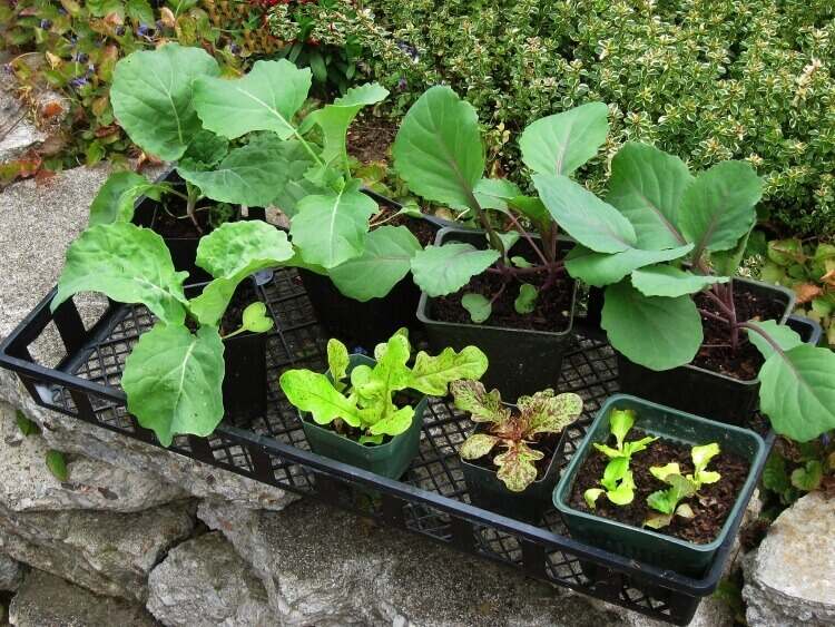 que planter, semer ou récolter en mars fleurs légumes fruits récolte dépend zone climatique