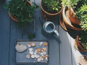quelles plantes aiment les coquilles d'œufs au jardin comment utiliser