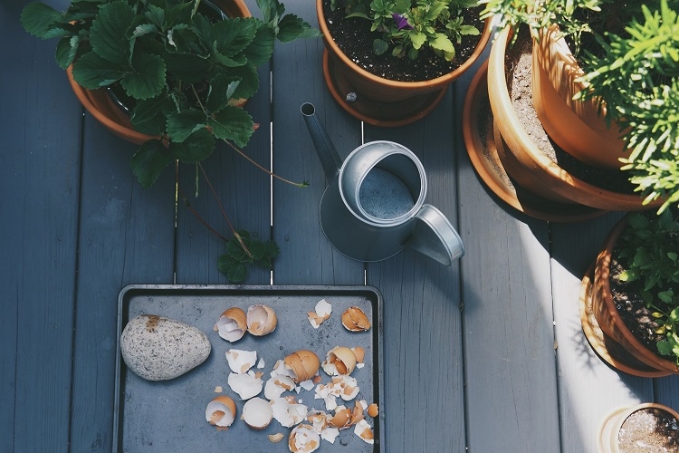 quelles plantes aiment les coquilles d'œufs au jardin comment utiliser