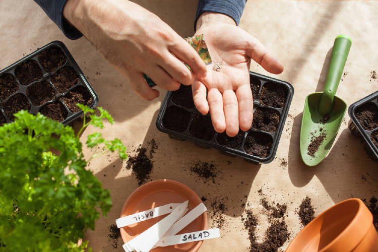 semis potager démarrer légumes maison fin hiver pour se préparer planter au printemps