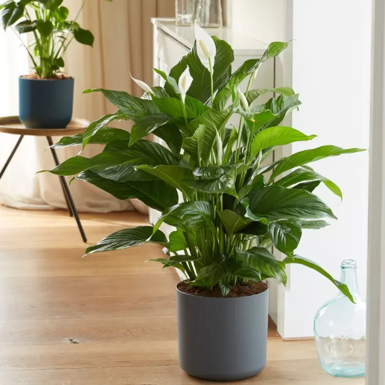 spathiphyllum comment s'en occuper