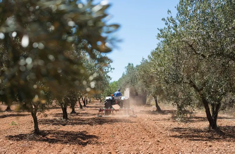 taille des olivier une étape importante de l'entretien de l'arbre booster la fructification