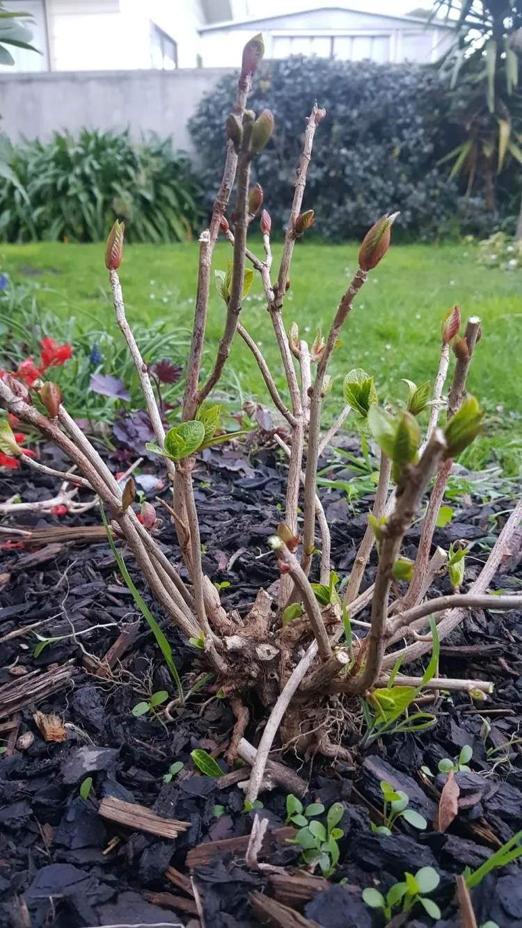 tailler hortensia automne couper début printemps élaguer croissance année dernière