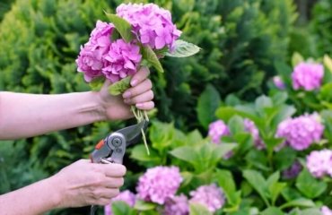 tailler hortensia comment variétés grimpantes taillage après floraison éte