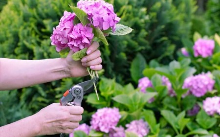 tailler hortensia comment variétés grimpantes taillage après floraison éte
