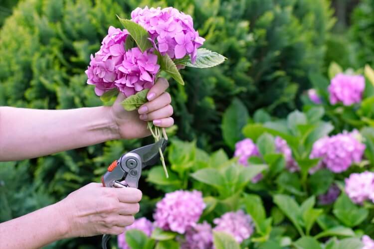 tailler hortensia comment variétés grimpantes taillage après floraison éte