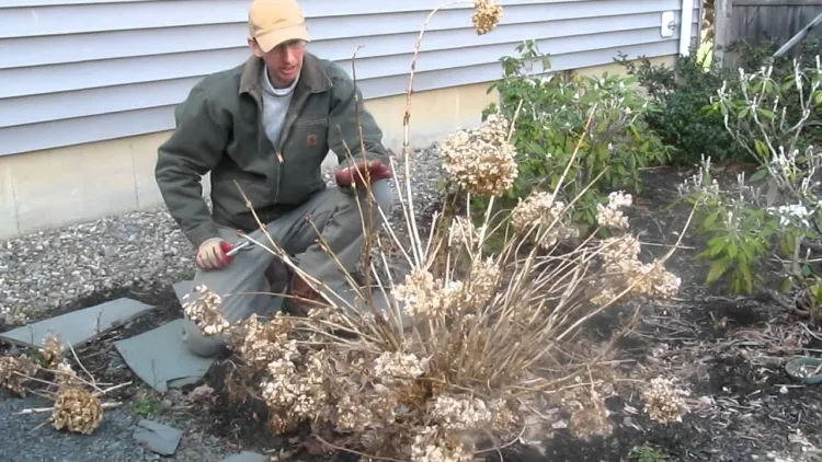 tailler hortensia laisser capitules hiver protéger bourgeons