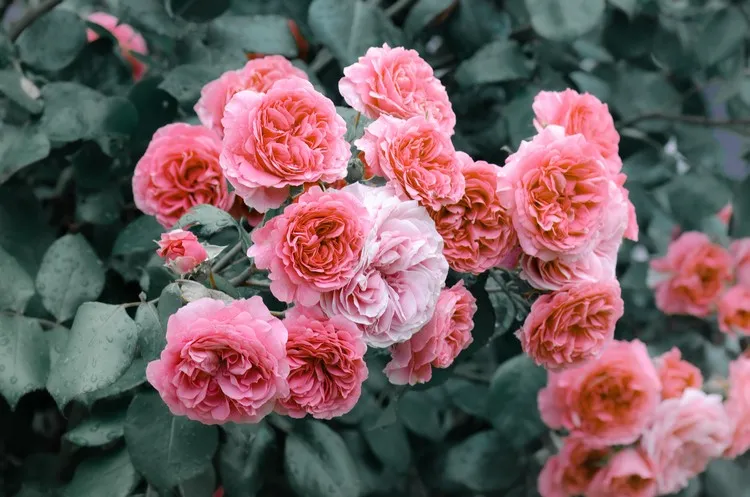 tailler rosiers printemps avoir une belle floraison abondante conseils astuces erreurs à éviter