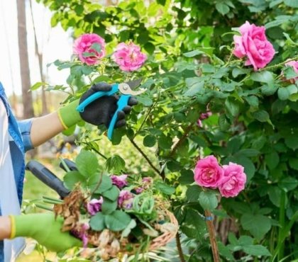 tailler rosiers printemps comment erreurs à éviter astuces