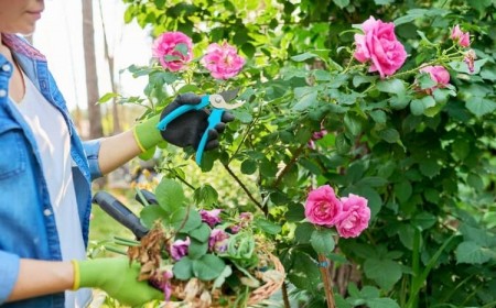 tailler rosiers printemps comment erreurs à éviter astuces
