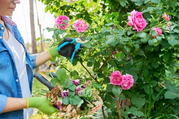 tailler rosiers printemps comment erreurs à éviter astuces