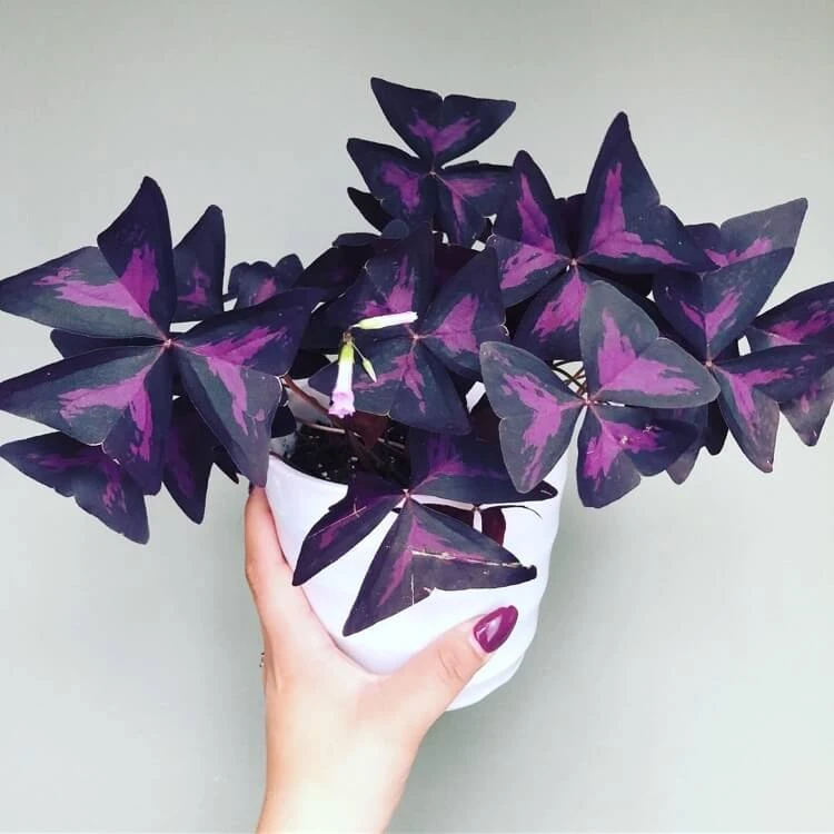 follaje en forma de mariposa ornamental de tendencia de trébol púrpura
