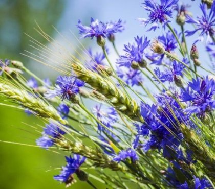 10 fleurs comestibles à planter dans le jardin en 2022