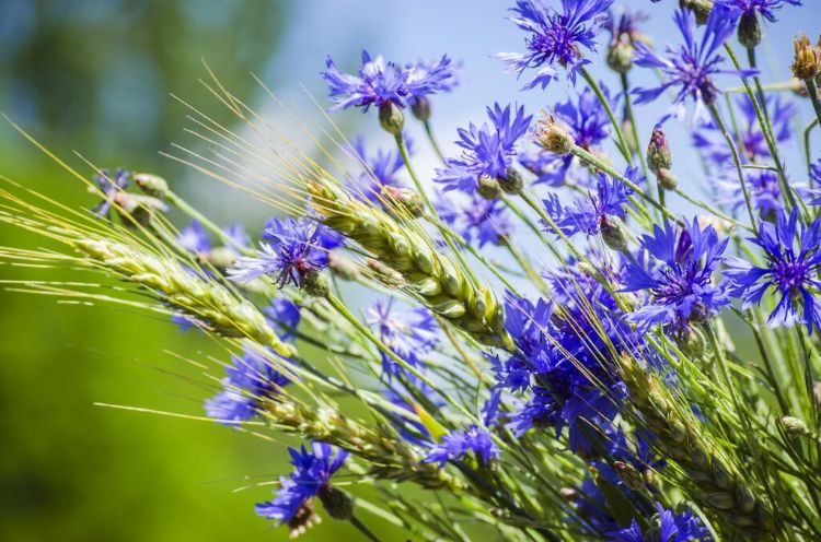 10 fleurs comestibles à planter dans le jardin en 2022