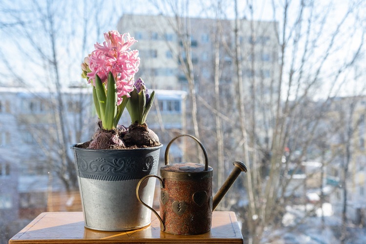 Jacinthe en pot entretien : comment planter, arroser et faire fleurir cette  fleur sublime à l'intérieur ?