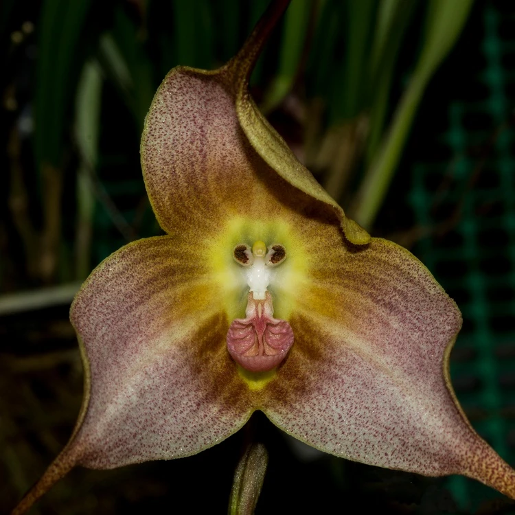 Comment entretenir une orchidee Dracula Simia