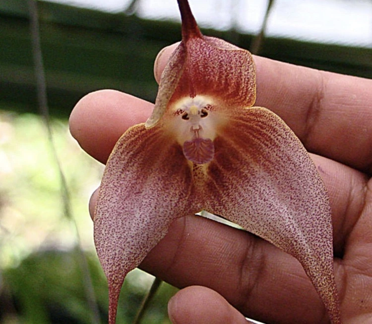 Comment entretenir une orchidee fleurie