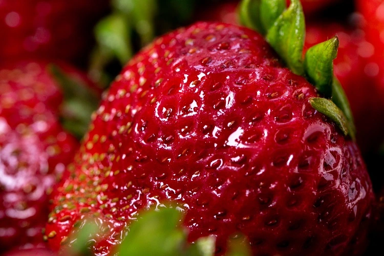 Comment planter des fraises en pot