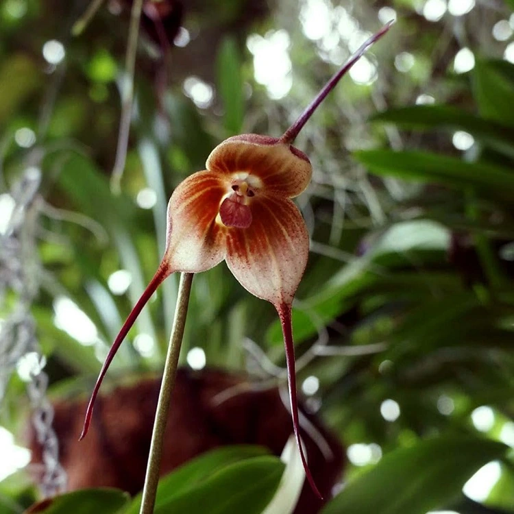 Comment s occuper d une orchidee en pot