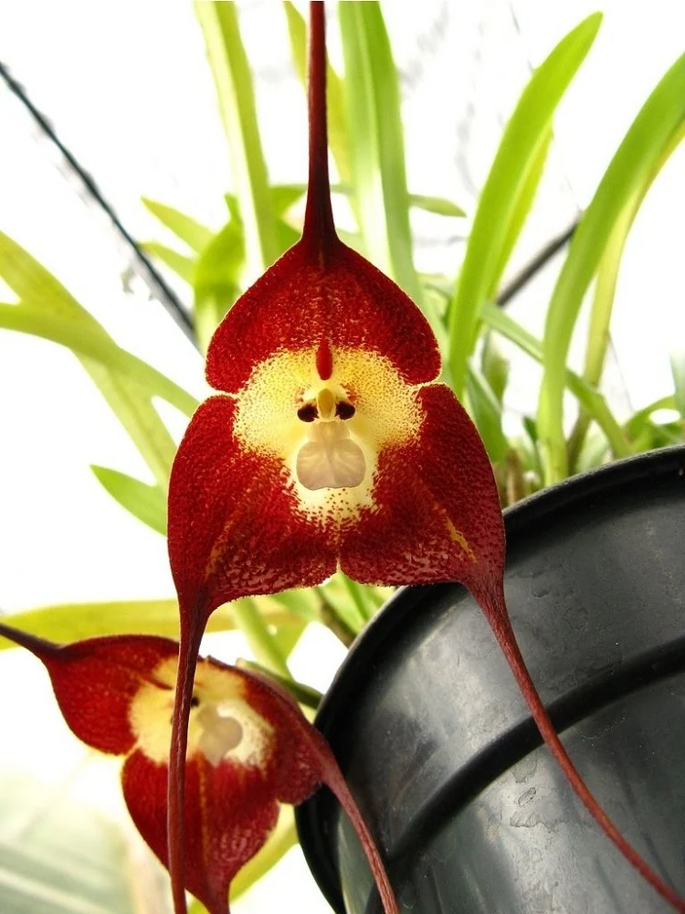 Dracula Simia orchidee arrosage