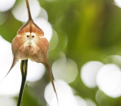Orchidée Dracula Simia entretien