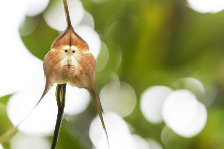 Orchidée Dracula Simia entretien
