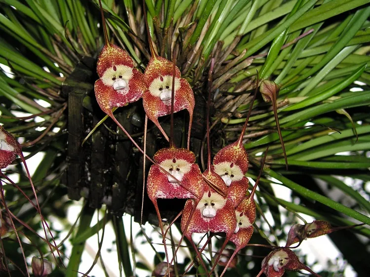 Orchidee entretien