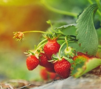 Quelles sont les meilleures varietes de fraises