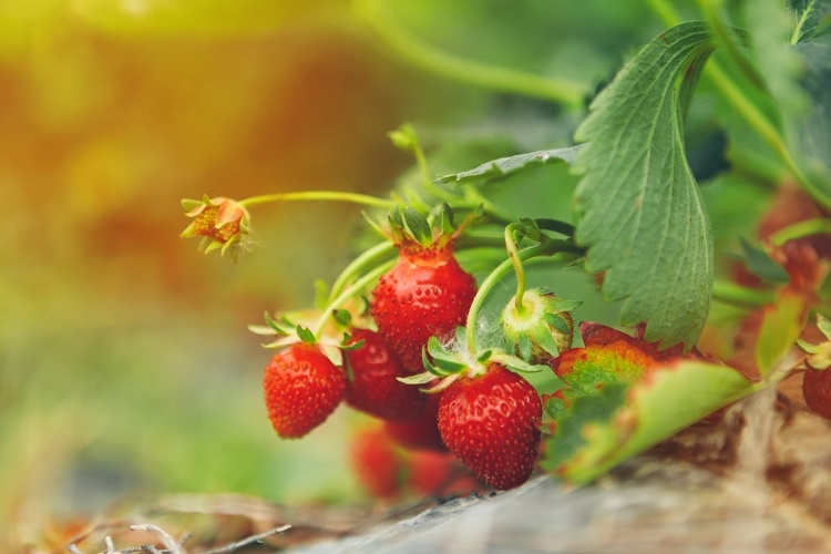 Quelles sont les meilleures varietes de fraises