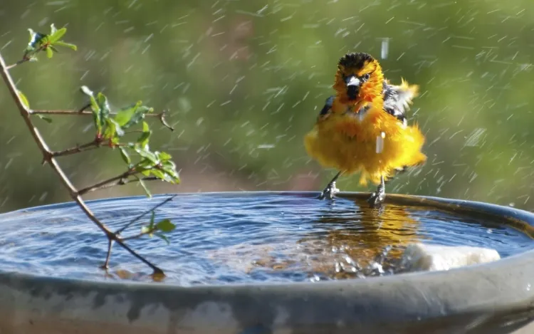 abreuvoir à oiseaux pour jardin besoin eau fraîche propre boire baigner