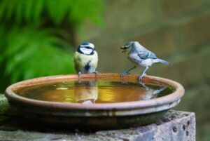 abreuvoir à oiseaux pour jardin eau importance vitale bestioles périodes sèches