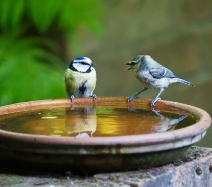 abreuvoir à oiseaux pour jardin eau importance vitale bestioles périodes sèches