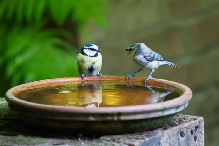 abreuvoir à oiseaux pour jardin eau importance vitale bestioles périodes sèches