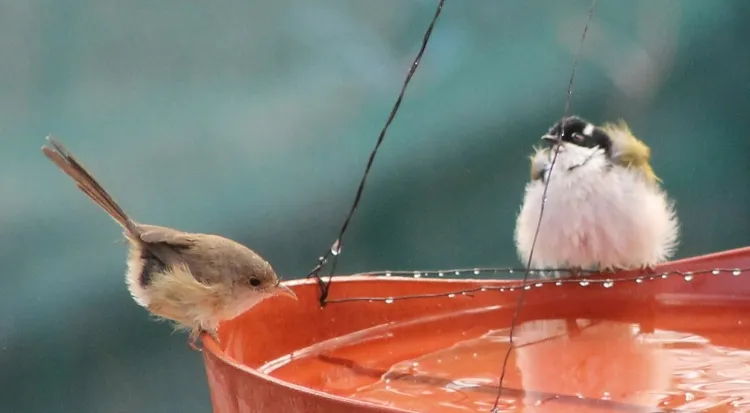 the bird trough chooses a shallow container that is easy to clean