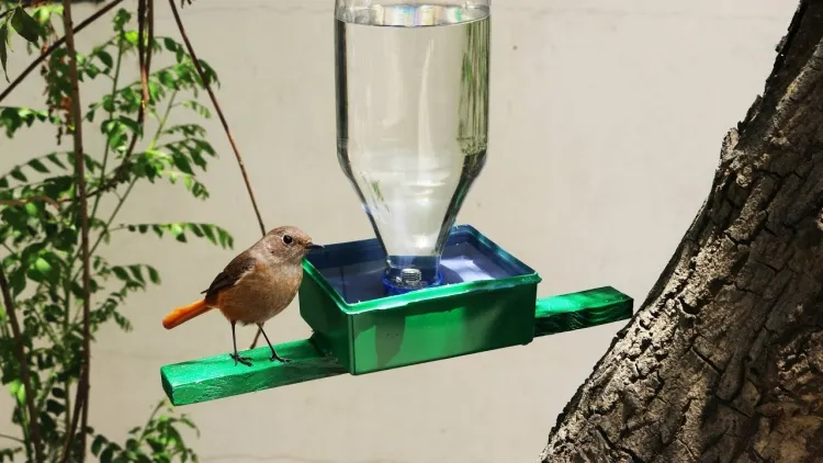 bird drinker put sand bottom container arrange pebble branches inside