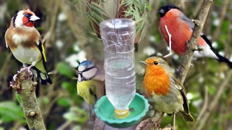 Permanent watering can for birds put the bottle upside down plate drainage water limited amount