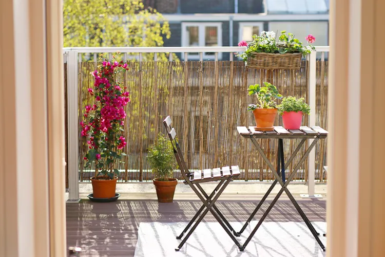 adopter des lilas en pot sur le balcon 2022.jpg