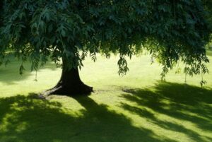 arbre pour ombre chauffage climatisation qualité air intérieur maintenance facile