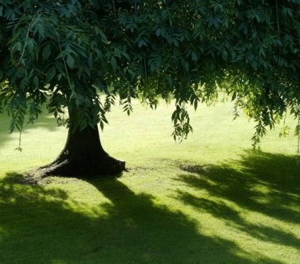 arbre pour ombre chauffage climatisation qualité air intérieur maintenance facile