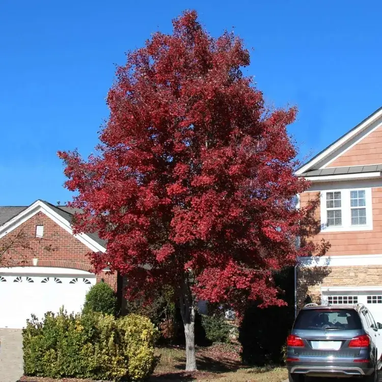 arbres d’ombrage érable rouge américain adapter chaque partie jardin